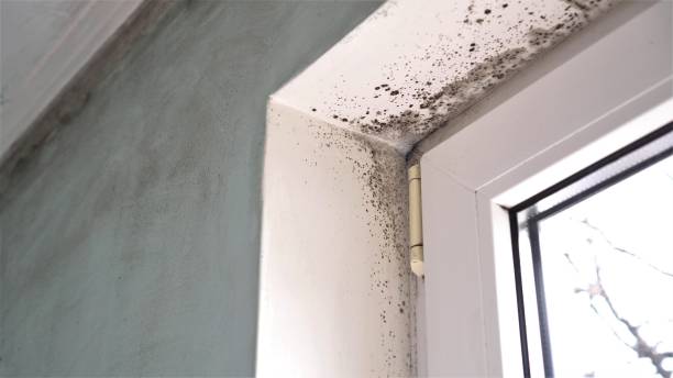 Best Attic Mold Removal  in Washington, NJ