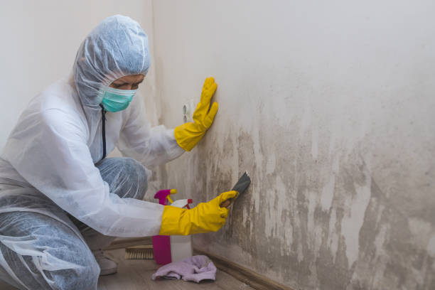 Best Toxic Mold Removal  in Washington, NJ