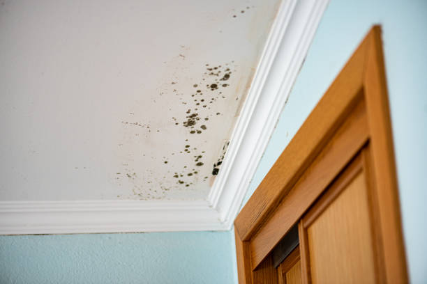 Best Residential Mold Removal  in Washington, NJ