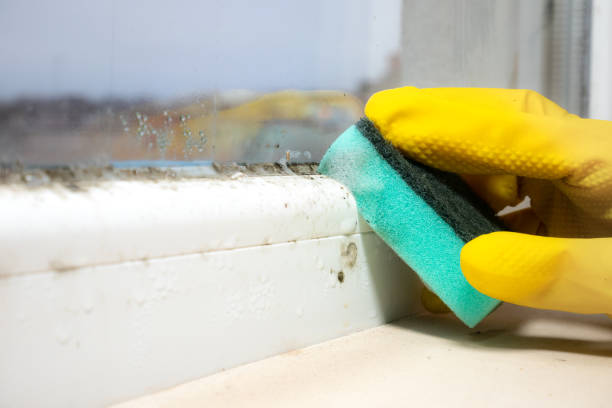 Best Professional Mold Removal  in Washington, NJ