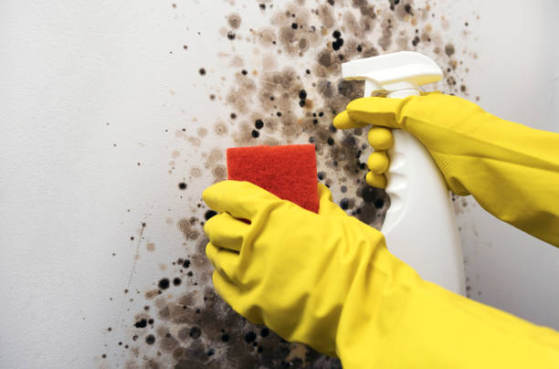 Best Certified Mold Removal  in Washington, NJ