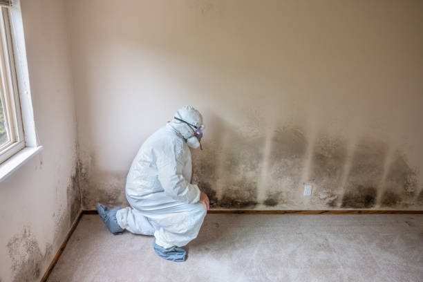 Best Commercial Mold Removal  in Washington, NJ