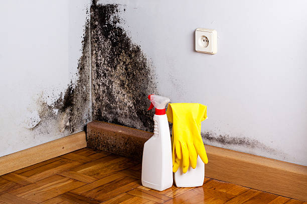 Best Black Mold Removal  in Washington, NJ