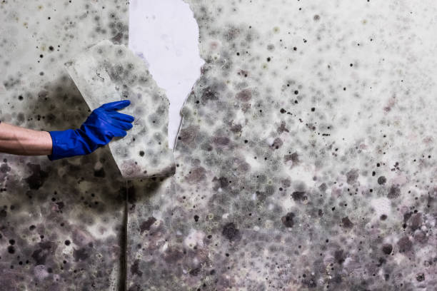 Certified Mold Removal in Washington, NJ