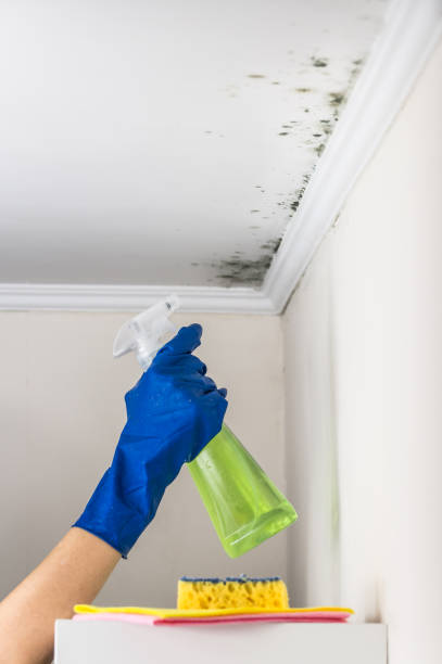 Mold Testing and Removal in Washington, NJ