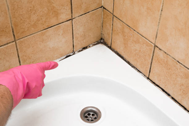 Best Local Mold Removal Service  in Washington, NJ